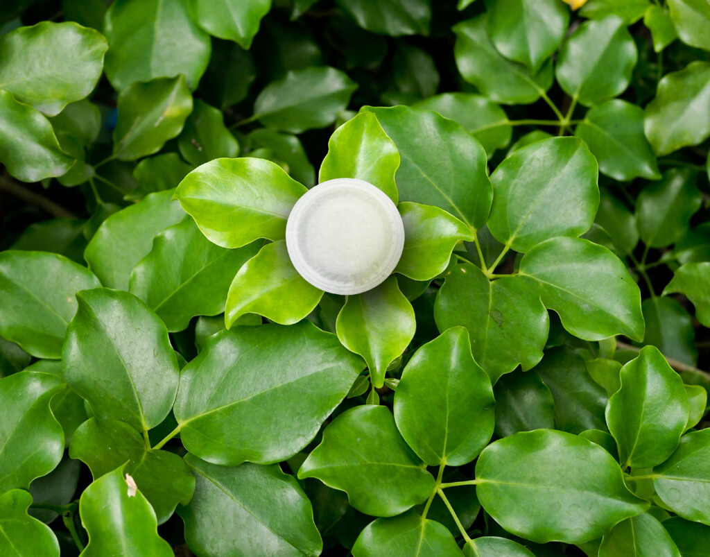 Prodia - capsulebio capsule sur une plante