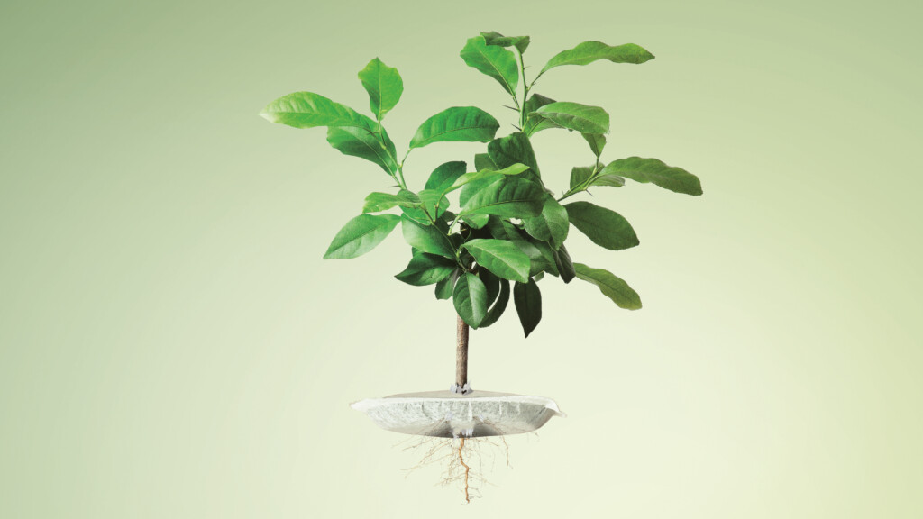 prodia - capsuleBio - visuel
